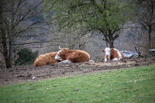 Brown and white longhorn cattle lie on the pasture