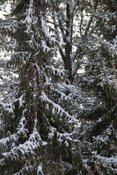 Snow-covered conifers stand in the winter landscape