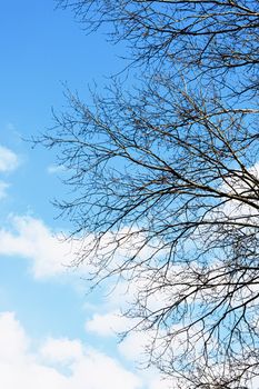 Tree and blue sky in early spring or autumn, nature background.