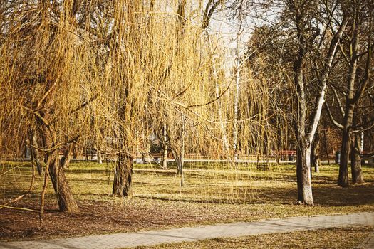 Early spring or autumn nature in park, fall leaves and trees outdoors, beautiful season.