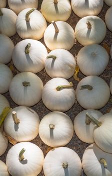 Harvest of white winter pumpkins stored on ground in rows