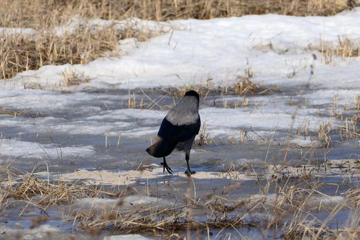 Crow bird in its natural habitat, outdoors in nature. High quality photo