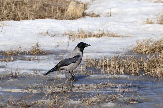 Crow bird in its natural habitat, outdoors in nature. High quality photo