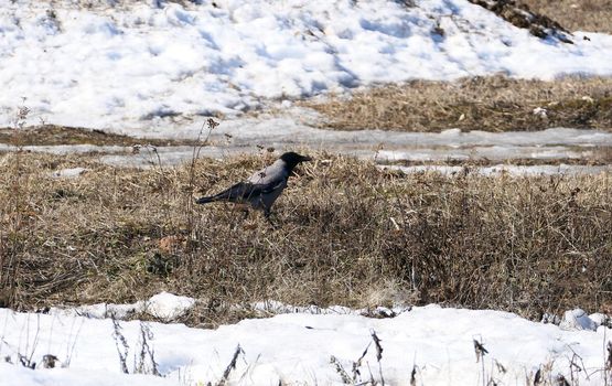 Crow bird in its natural habitat, outdoors in nature. High quality photo