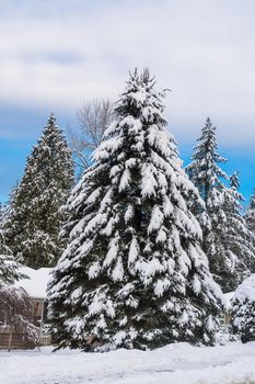 Big fir tree in snow in front of a house on winter season in Canada
