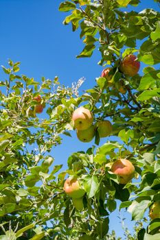 Ripen apples on a tree branch. Apple harvest in fruit orchard in British Columbia