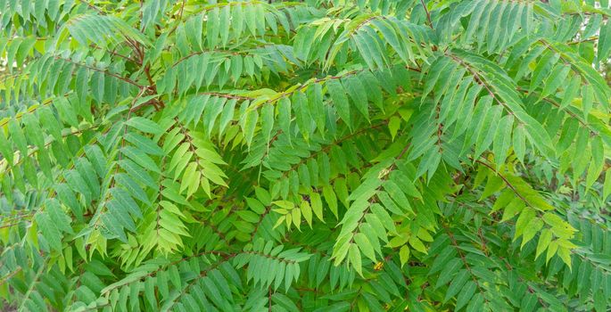 Small green leaves on brenches. Texture background