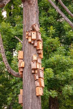 Nesting boxed crowded on cedar tree body. City of birdhouses on tree stem