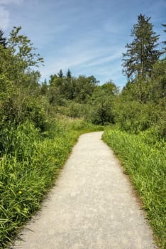 Hiking trail through a forest park on sunny summer day.