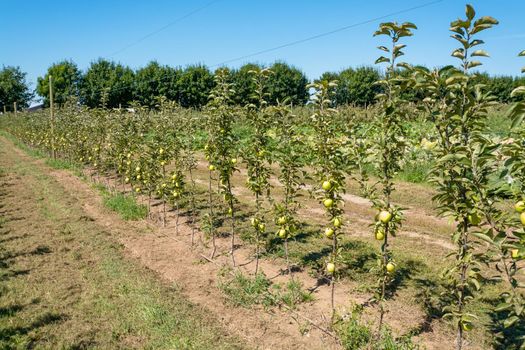 Ripen apples on young trees. Apple harvest in fruit orchard in British Columbia