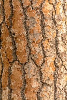 Red pine tree bark texture or background