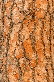 Red pine tree bark texture or background