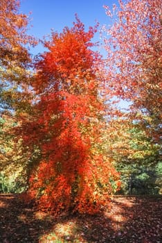 Autumn tree fully covered with bright red leaves on sunny day