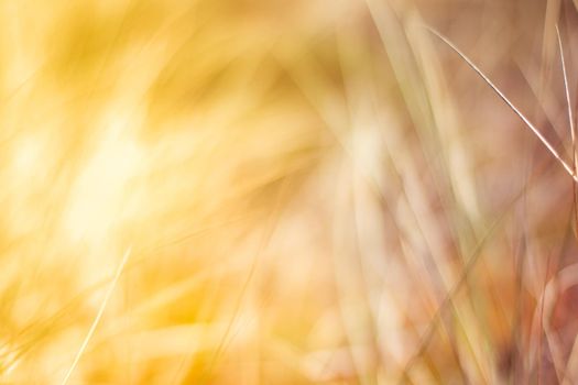 Sunshine over the summer field - beauty in nature, balanced lifestyle, environmental concept. Enjoying the sense of freedom