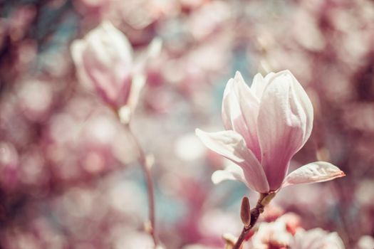 pink flowering magnolia trees in spring.