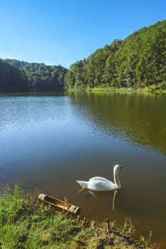 Beautiful in nature white swan on Reservoir named Pang Oung in Mae Hong Son, Thailand.