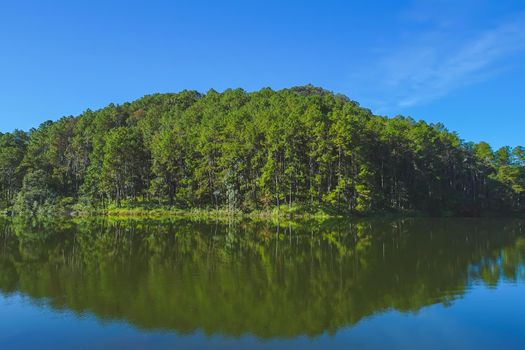 Beautiful Pine forest, good environment at Pang Oung Reservoir in Mae Hong Son, Thailand.