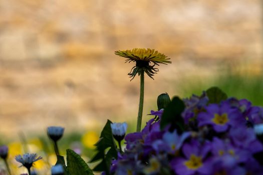 Dandelion flower next to purple primrose on a flower meadow in spring