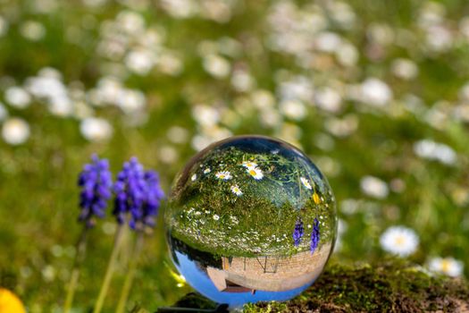 Crystal ball with grape hyacinth, dandelion flower and daisy on moss covered stone surrounded by a flower meadow