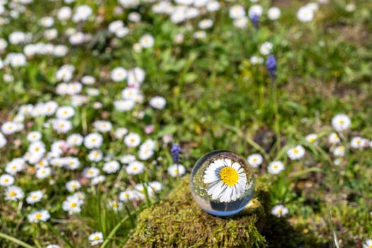 Crystal ball with daisy flower on moss covered stone  surrounded by a flower meadow