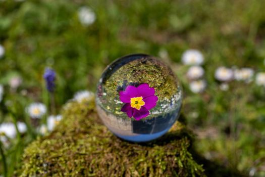 Crystal ball with purple primrose blossom on moss covered stone surrounded by a flower meadow