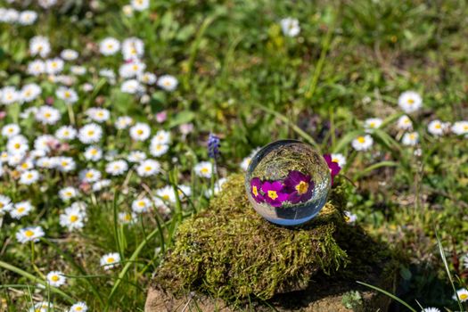 Crystal ball with purple primrose blossom on moss covered stone surrounded by a flower meadow