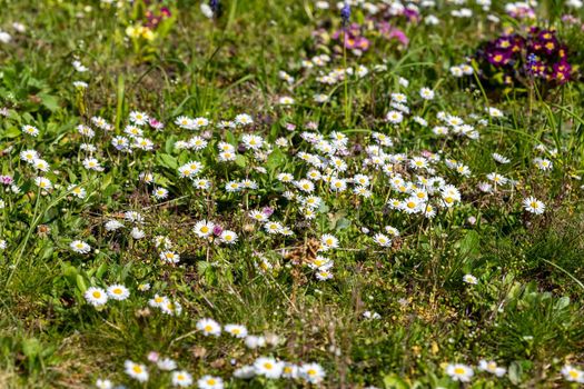 Flower meadow in spring with many daisy flowers, red and pink primrose