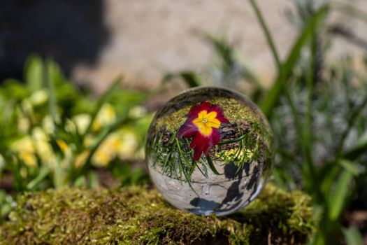 Crystal ball with red primrose blossom on moss covered stone surrounded by green grass