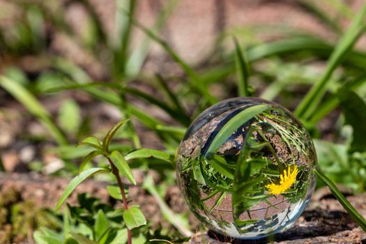 Crystal ball with dandelion flower on moss covered stone surrounded by green grass