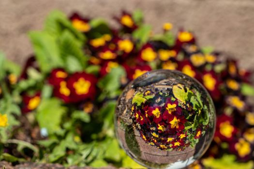 Crystal ball with red primrose blossom on moss covered stone surrounded by green grass