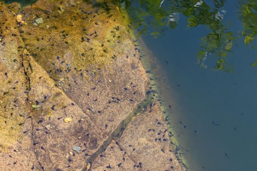 Lots of tadpoles on a rock in the silver lake, Rhineland-Palatinate, Germany