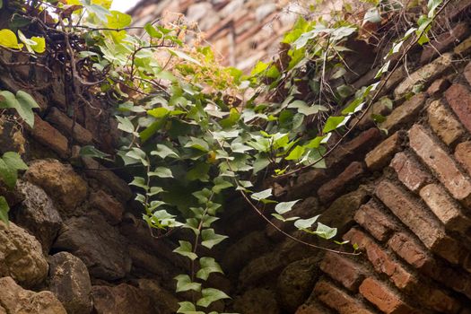 Detail of the corner of a brick wall covered by ivy leaves on a sunny day