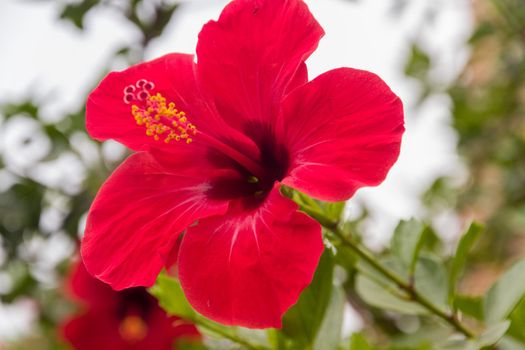 Close-up of a bright red flower surrounded by green leaves against a bright sky on a sunny day