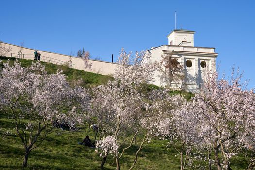 PRAGUE, CZECH REPUBLIC - APRIL 4, 2020: U.S. Embassy, with blooming almond trees in spring in the foreground