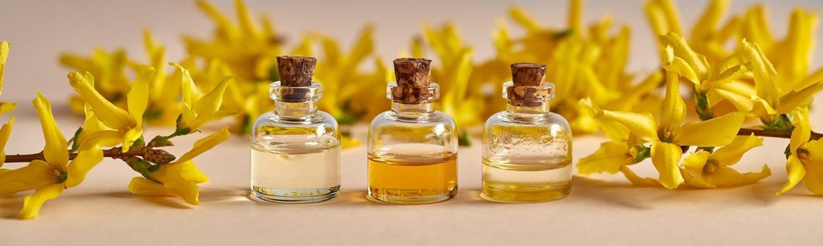 Panoramic header of essential oil bottles with yellow forsythia flowers - spring concept