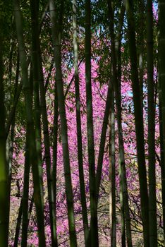 bamboo forest with pink flower trees in the background
