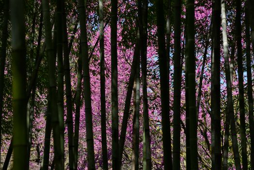 bamboo forest with pink flower trees in the background