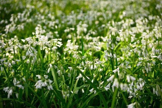 White flowers of three-cornered leek, Allium triquetrum, plant of the onions and garlic family native to the Mediterranean basin.