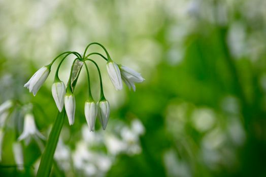 White flowers of three-cornered leek, Allium triquetrum, plant of the onions and garlic family native to the Mediterranean basin.