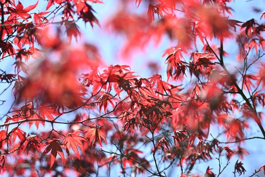 Detail of green and red leaves of Japanese maple tree in Spring bloom.