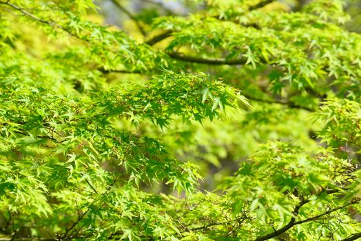 Detail of green and red leaves of Japanese maple tree in Spring bloom.