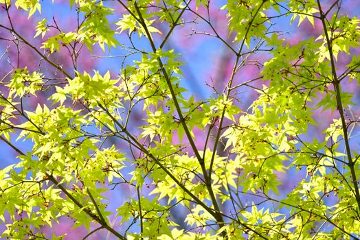 Detail of green and red leaves of Japanese maple tree in Spring bloom.