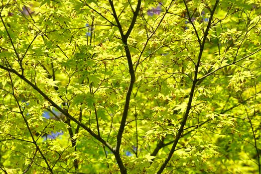 Detail of green and red leaves of Japanese maple tree in Spring bloom.