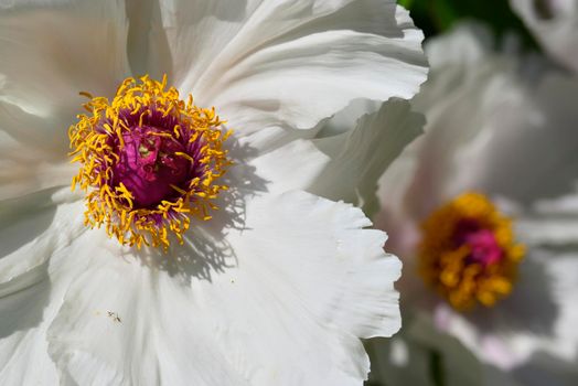 Close up of paeony flowers in full Spring bloom.