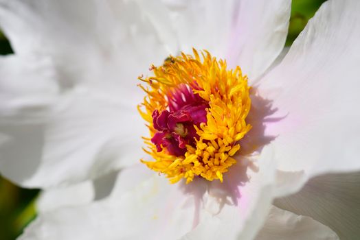 Close up of paeony flowers in full Spring bloom.