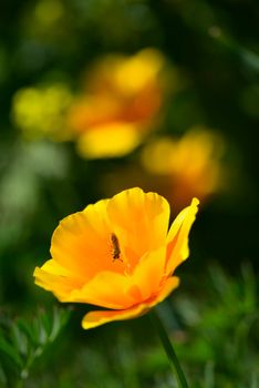 Eschscholzia californica, California, golden poppy, sunlight or cup of gold flower close up.