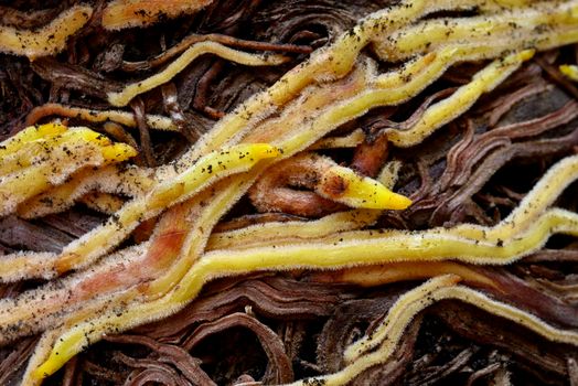 Roots, modified organs to provide anchorage for and take in water and nutrients into the plant body