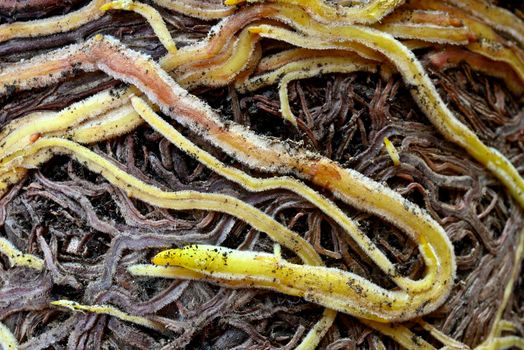 Roots, modified organs to provide anchorage for and take in water and nutrients into the plant body