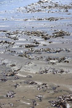 Mediterranean beach detail with sand, shells, driftwood under high sun