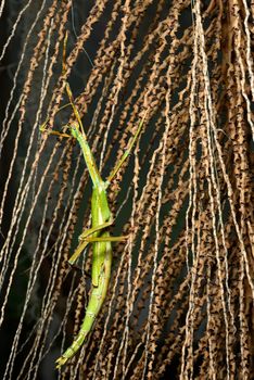 Giant stick insect, large species of Australian stick insect,